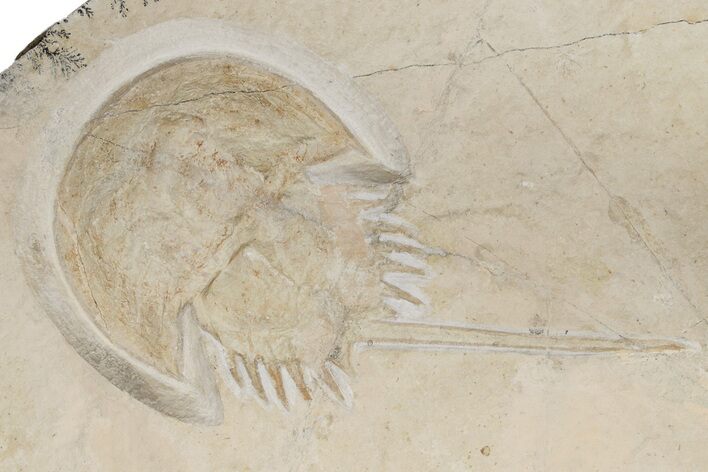 Horseshoe Crab (Mesolimulus) Fossil - Solnhofen Limestone #235799